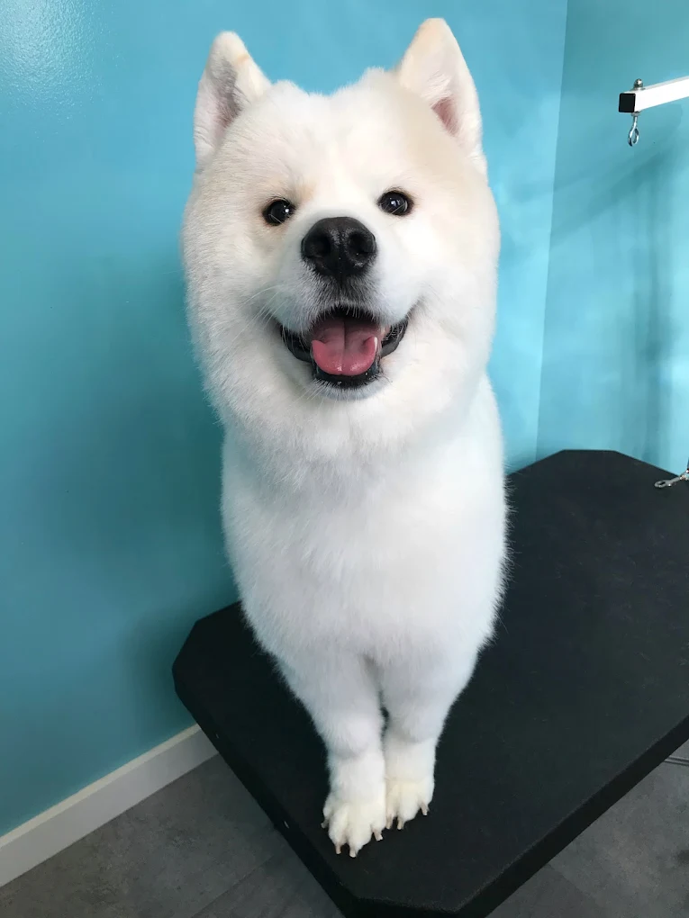 Doggie Day Spa Grooming and Self Serve Salon